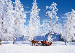 Pferdeschlittenfahrt im verschneiten Salzkammergut