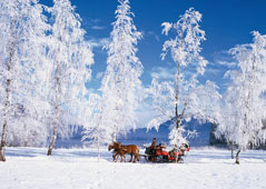 Sleigh ride in the Salzkammergut Holiday Region