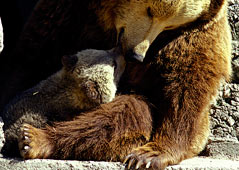 Naturwildpark in der Ferienregion Almtal